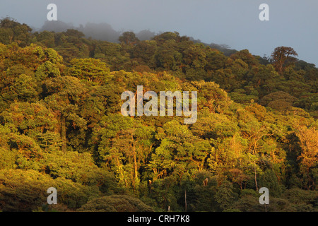 Nel tardo pomeriggio il sole illumina Monteverde Cloud Forest Preserve, Costa Rica. Gennaio 2012. Foto Stock