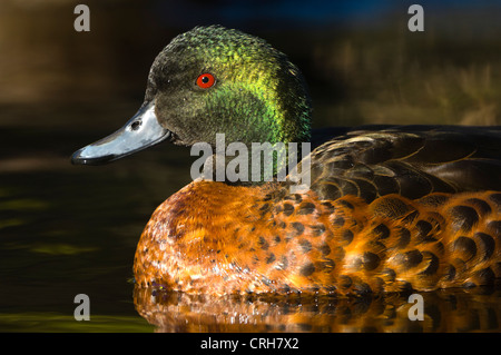 Chesnut Teal (Anas castanea) Foto Stock