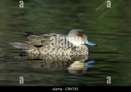 Femmina di Chesnut Teal (Anas castanea) Foto Stock