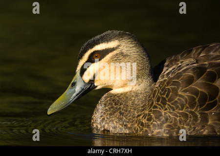 Pacific Black Duck (Anas superciliosa) Foto Stock