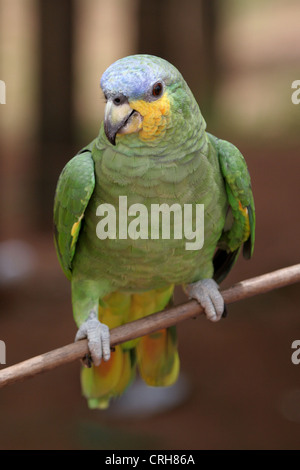 Pappagallo verde si siede su un ramo, Amazon, Brasile Foto Stock