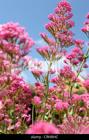 Centranthus ruber, rosso Valeriana, Jupiters barba o sperone Valeriano. Fiore giardino crescono in Suffolk giardino in riva al mare, Inghilterra, Regno Unito. Foto Stock