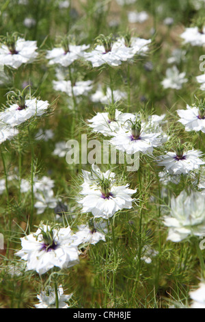 White Nigella Damascena, amore nella nebbia, annuale fiore giardino, giardino Suffolk, Regno Unito Foto Stock