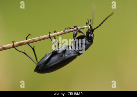 Massa beetle scalata alla estremità del gambo reed Foto Stock