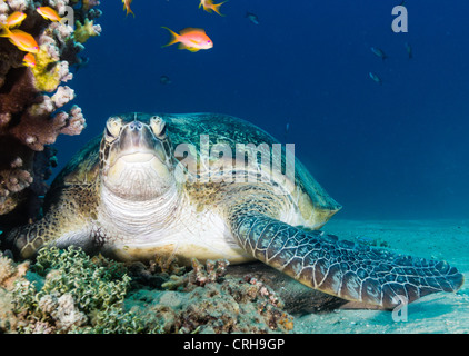 Un curioso tartaruga verde guarda direttamente verso la telecamera come esso poggia sul fondo del mare accanto a una profondità coral pinnacle Foto Stock