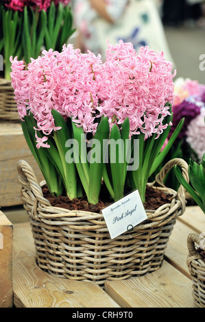 Chelsea Flower Show 2012 Giacinto rosa Foto Stock