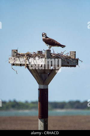 Osprey in Salt Marsh nido, Delaware Foto Stock
