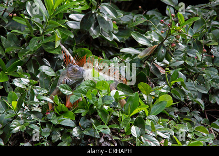 Maschio verde (Iguana Iguana iguana) nella foresta pluviale. Parco Nazionale di Tortuguero in Costa Rica. Ottobre 2011. Foto Stock