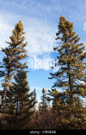 Abete rosso nero di alberi che crescono nel difficile ambiente della torbiera del nord del Minnesota - Big Bog membro Area ricreativa. Foto Stock