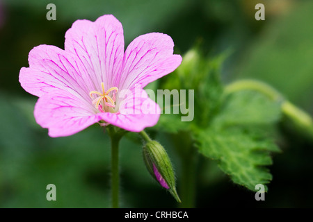 Geranio x oxonianum 'Wargrave rosa' nel giardino. Foto Stock