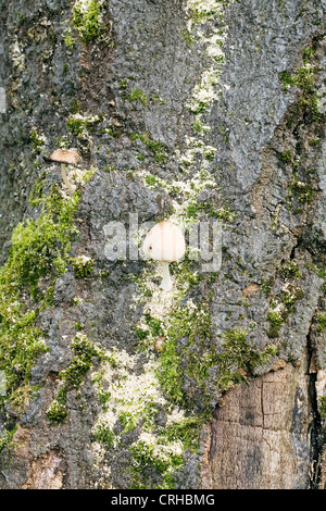 Coprinus domesticus funghi Poynton Park Poynton cheshire england Foto Stock