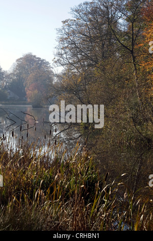 Giunco di palude dal lago di Poynton Park cheshire england Foto Stock