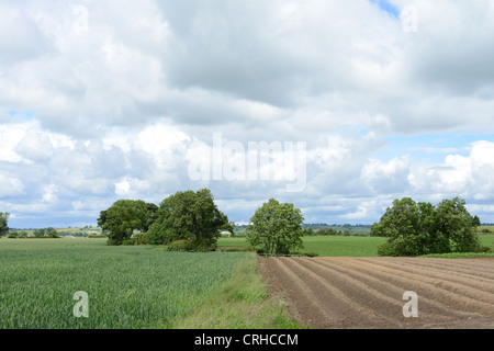 Parte campo arato in una fattoria della Contea di Durham Foto Stock