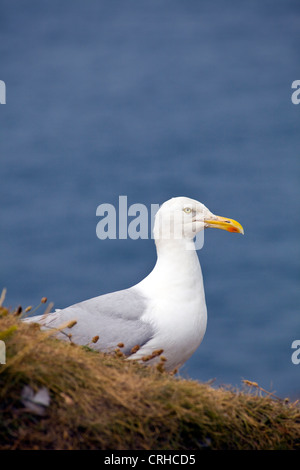 Seagull su una scogliera in Torquay, Devon, Inghilterra Foto Stock