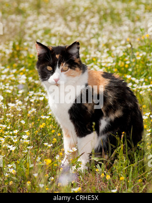 Bella gatta calico seduto al centro della molla di fiori di campo Foto Stock