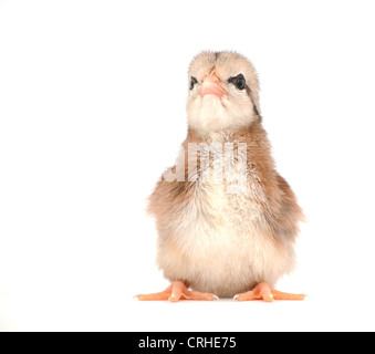 Striping pulcino di Pasqua con un atteggiamento, su sfondo bianco Foto Stock
