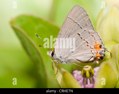 Tiny Grey Hairstreak butterfly poggiante su un verde fiore milkweed Foto Stock