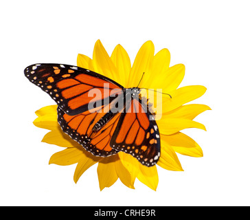 Vista dorsale di un maschio di farfalla monarca alimentazione su un girasole selvatici; isolato su bianco Foto Stock