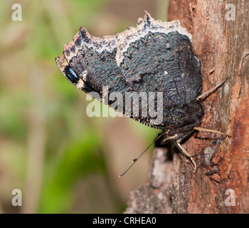 Vista ventrale di lutto mantello Nymphalis antiopa butterfly, alimentazione su sap ad albero Foto Stock