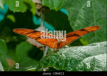 Julia Heliconian butterfly, (Dryas Iulia), Foto Stock