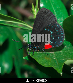 Atala (Eumaeus atala) farfalla Foto Stock