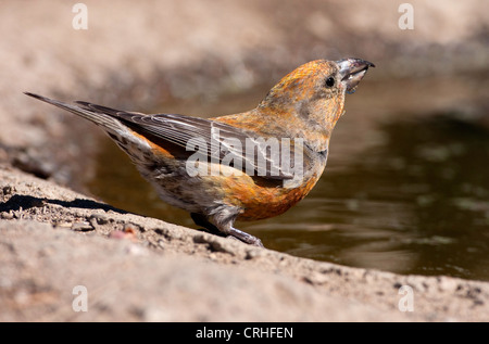 Rosso (Crossbill Loxia curvirostra) maschio di bere da un piccolo stagno al Lago di cabina, Oregon, Stati Uniti d'America in giugno Foto Stock