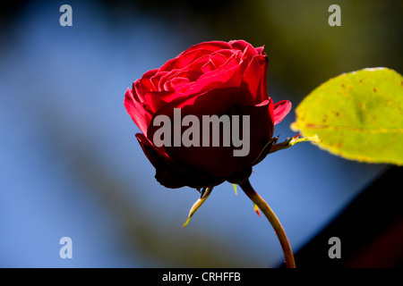 Soleggiato Red Rose in giardino a Riva acri del parco statale, Oregon, Stati Uniti d'America in luglio Foto Stock