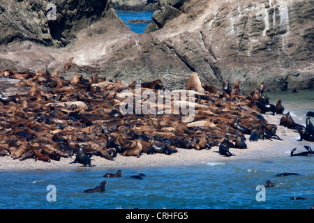 Steller leoni marini (Eumetopias jubatus) & California i leoni di mare (Zalophus californianus) sulla spiaggia di Isola di Shell, Oregon, Stati Uniti d'America Foto Stock