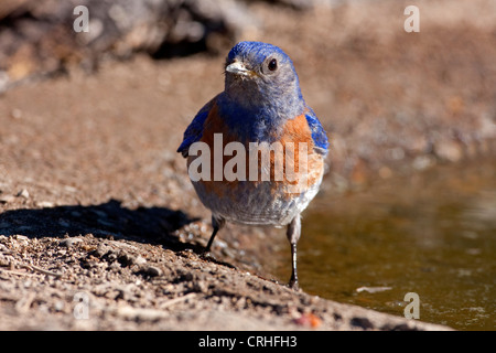 Western Bluebird (Sialia mexicana) maschio a bordo di un piccolo stagno al Lago di cabina, Oregon, Stati Uniti d'America in giugno Foto Stock