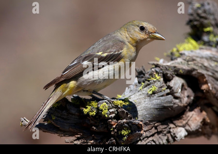 Western Tanager (Piranga ludoviciana) femmina appollaiato su un ramo morto al Lago di cabina, Oregon, Stati Uniti d'America in giugno Foto Stock