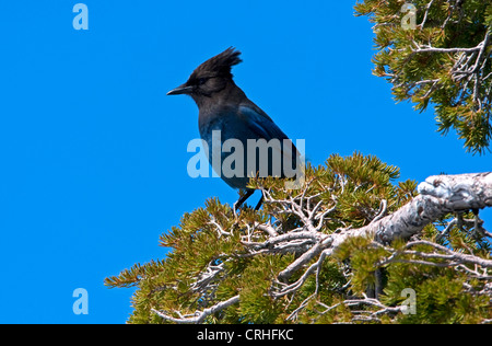 Steller Jay (Cyanocitta stelleri) arroccato in una conifera presso il cratere del lago, Oregon , Stati Uniti in giugno Foto Stock