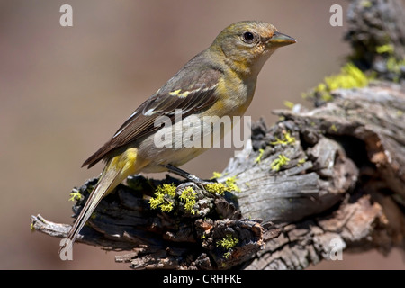 Western Tanager (Piranga ludoviciana) femmina appollaiato su un ramo morto al Lago di cabina, Oregon, Stati Uniti d'America in giugno Foto Stock