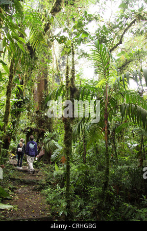 Gli escursionisti in Monteverde Cloud Forest Preserve, Costa Rica. Gennaio 2012. Foto Stock