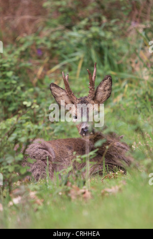 Il Roe Deer Buck (Capreolus capreolus). Il Dorset, Inghilterra. Foto Stock