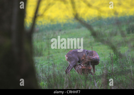 Il Roe Doe con Twin Kids (Capreolus capreolus). Il Dorset, Inghilterra. Foto Stock