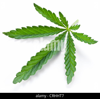 Cannabis leaf su uno sfondo bianco. Foto Stock