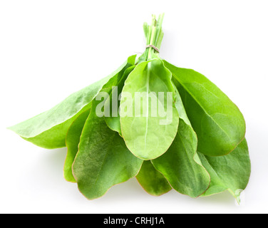 Il Sorrel isolati su sfondo bianco Foto Stock