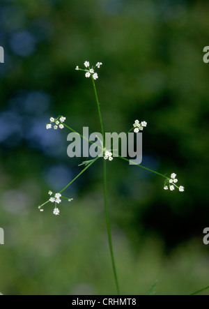 Prezzemolo in pietra Sison amomum (Apiaceae) Foto Stock