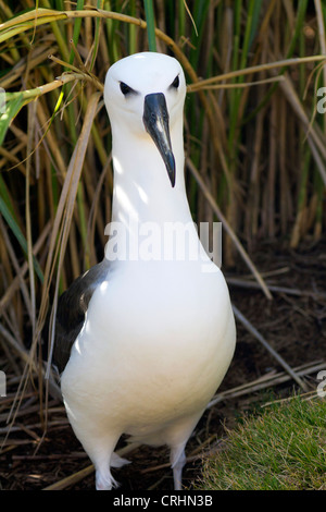 I capretti Atlantico occidentale giallo-becchi Albatross, Sud Atlantico Foto Stock