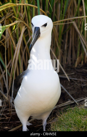 I capretti Atlantico occidentale giallo-becchi Albatross, Sud Atlantico Foto Stock