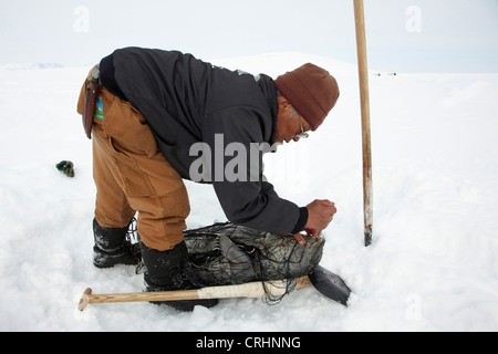 Guarnizione inanellato (Phoca hispida), Inuit con una guarnizione di tenuta cacciati giù che è ancora avvolto nel net, Groenlandia, Ostgroenland, Tunu, Kalaallit Nunaat, Scoresbysund, Kangertittivag, Kap Tobin, Ittoqqortoormiit Foto Stock