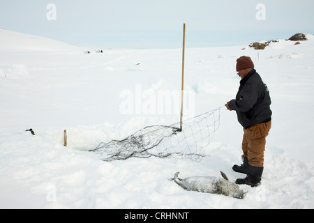 Guarnizione inanellato (Phoca hispida), sigillante Inuit ottenendo la sua net dal foro di ghiaccio, accanto a lui una guarnizione braccati, Groenlandia, Ostgroenland, Tunu, Kalaallit Nunaat, Scoresbysund, Kangertittivag, Kap Tobin, Ittoqqortoormiit Foto Stock