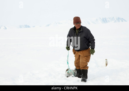 Guarnizione inanellato (Phoca hispida), Inuit sigillante morto posteriore tenuta con una corda, Groenlandia, Ostgroenland, Tunu, Kalaallit Nunaat, Scoresbysund, Kangertittivag, Kap Tobin, Ittoqqortoormiit Foto Stock