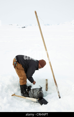 Guarnizione inanellato (Phoca hispida), Inuit in corrispondenza di un foro di ghiaccio con una guarnizione di tenuta cacciati giù che è ancora avvolto nel net, Groenlandia, Ostgroenland, Tunu, Kalaallit Nunaat, Scoresbysund, Kangertittivag, Kap Tobin, Ittoqqortoormiit Foto Stock