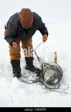 Guarnizione inanellato (Phoca hispida), Inuit in corrispondenza di un foro di ghiaccio svolgendo una guarnizione braccati dalla rete, Groenlandia, Ostgroenland, Tunu, Kalaallit Nunaat, Scoresbysund, Kangertittivag, Kap Tobin, Ittoqqortoormiit Foto Stock