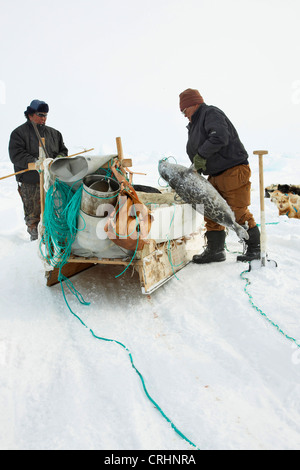 Guarnizione inanellato (Phoca hispida), Inuit mettendo una guarnizione morto sulla slitta trainata da cani, Groenlandia, Ostgroenland, Tunu, Kalaallit Nunaat, Scoresbysund, Kangertittivag, Kap Tobin, Ittoqqortoormiit Foto Stock