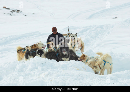 La Groenlandia cane (Canis lupus f. familiaris), Inuit sulla slitta trainata da cani, Groenlandia, Ostgroenland, Tunu, Kalaallit Nunaat, Scoresbysund, Kangertittivag, Kap Tobin, Ittoqqortoormiit Foto Stock