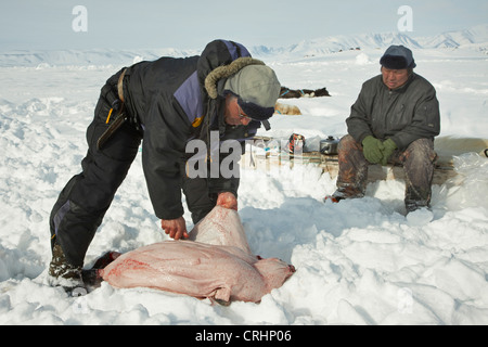 Due saldatori Inuit nella neve, una scuoiatura una guarnizione braccati, Groenlandia, Ostgroenland, Tunu, Kalaallit Nunaat, Scoresbysund, Kangertittivag, Kap Tobin, Ittoqqortoormiit Foto Stock