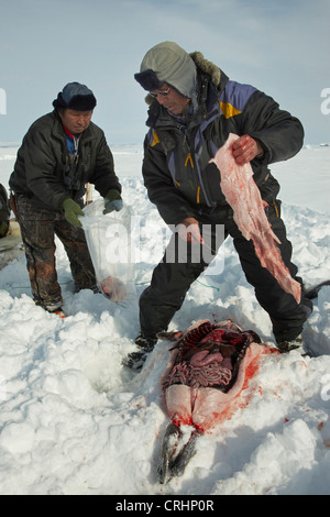 Due saldatori Inuit carving fino una guarnizione cacciati giù nella neve, Groenlandia, Ostgroenland, Tunu, Kalaallit Nunaat, Scoresbysund, Kangertittivag, Kap Tobin, Ittoqqortoormiit Foto Stock