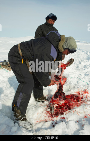 Due saldatori Inuit carving fino una guarnizione cacciati giù nella neve, Groenlandia, Ostgroenland, Tunu, Kalaallit Nunaat, Scoresbysund, Kangertittivag, Kap Tobin, Ittoqqortoormiit Foto Stock